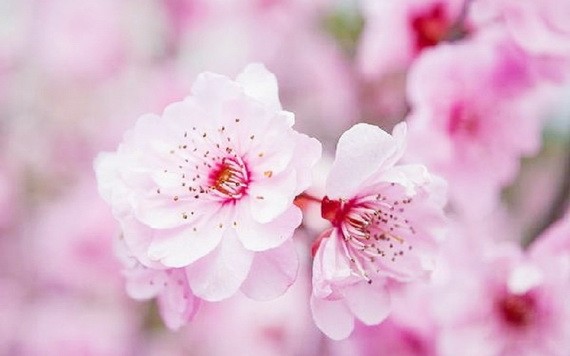 （示意圖：互聯網）