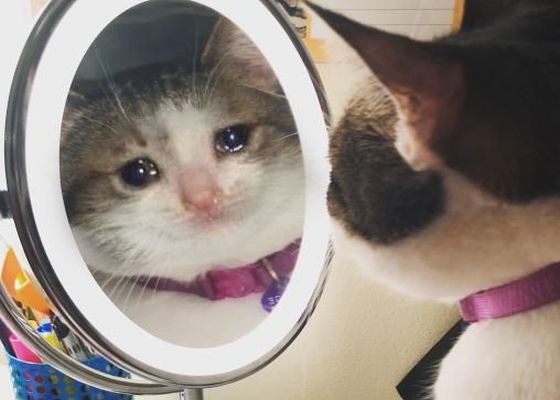 （示意圖：互聯網）