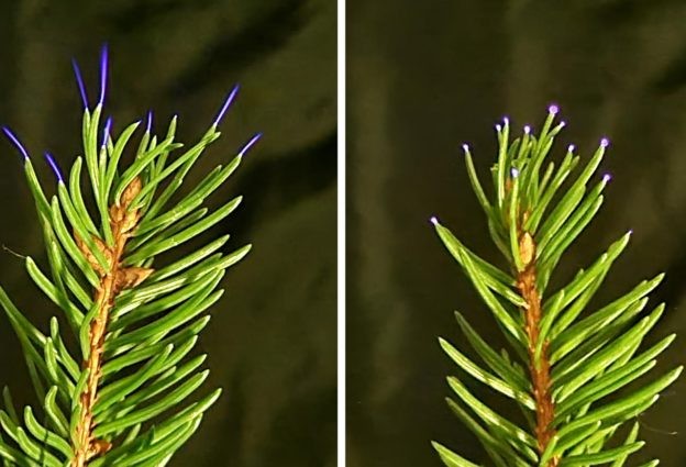 雷暴期間植物會放電