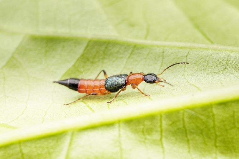 （示意圖：互聯網）