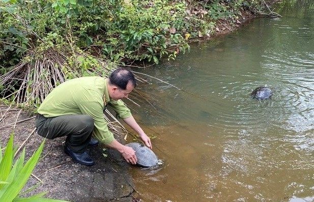 將珍稀野生動物放歸大自然。