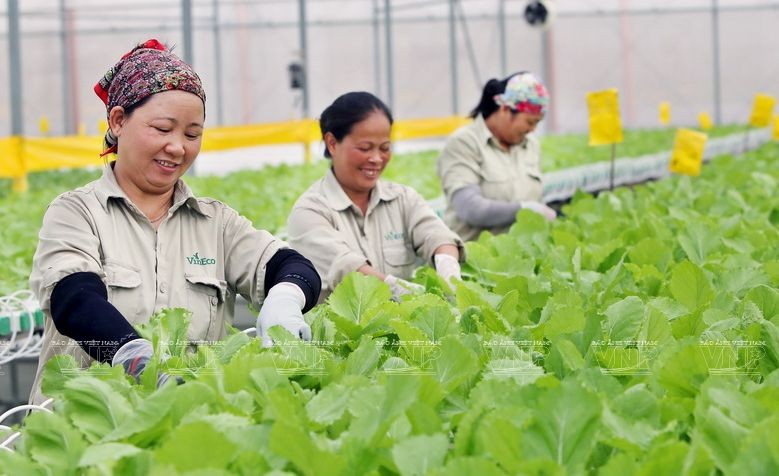 VinEco溫室園區女園夫在採收水培蔬菜。（圖：越通社）