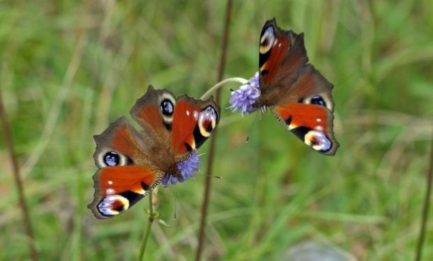 （示意圖：互聯網）