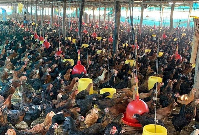 柬埔寨畜牧業增長勢頭良好，家禽生產越來越商業化。（圖：互聯網）