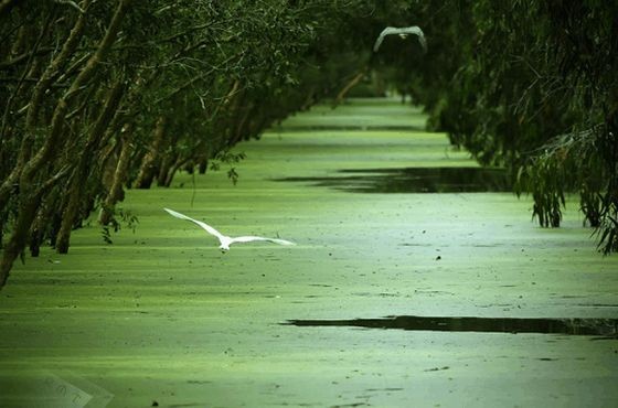 茶师白千层林洪水时节独有的碧水荡漾景象。