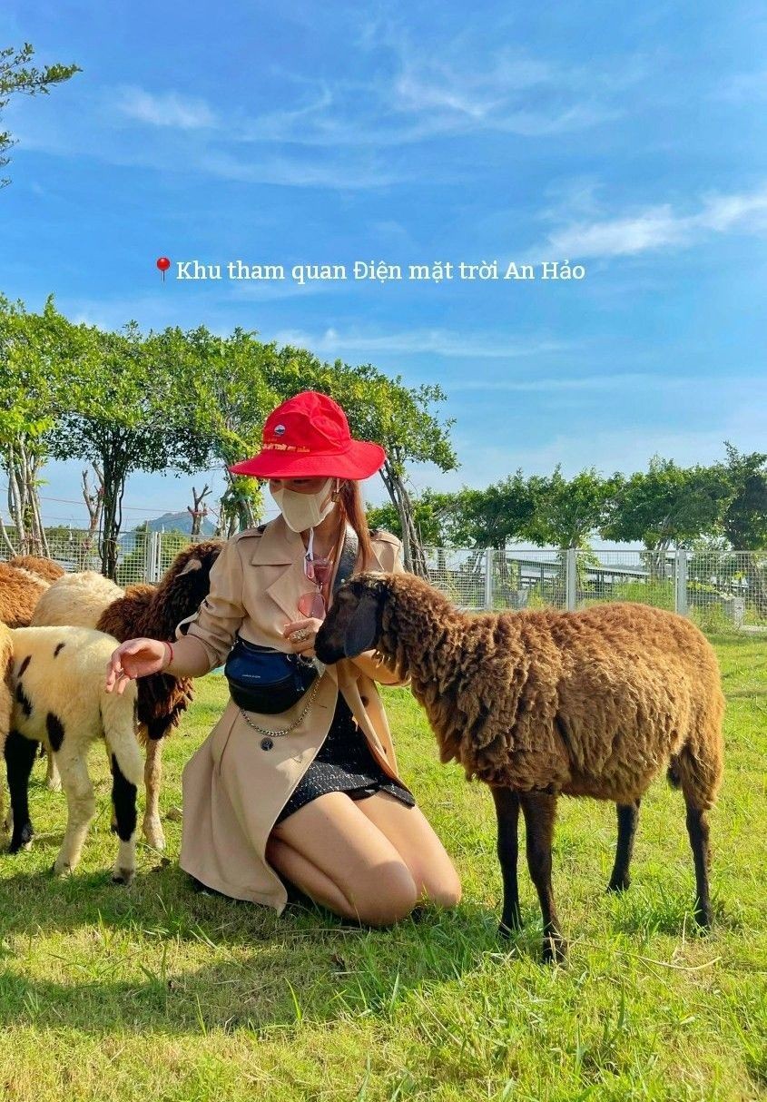 不少游客被禁山山脚下的绵羊群吸引住。