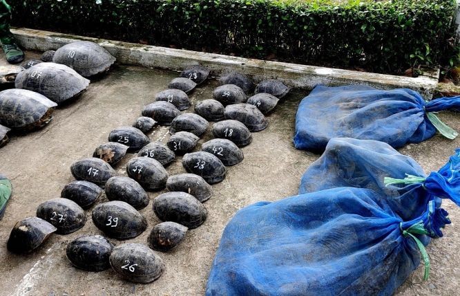 被查获走私野生动物案件的赃物。