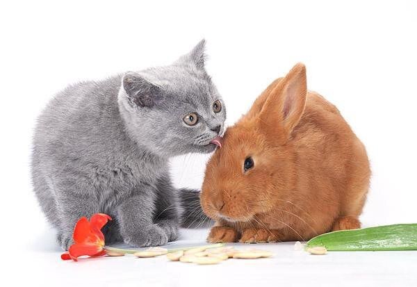 中国生肖兔，越南生肖猫！