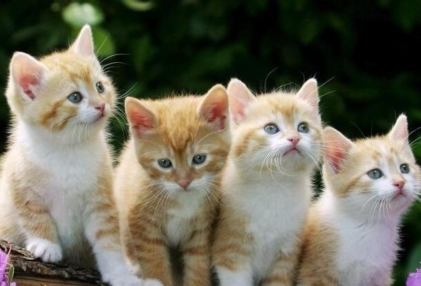 宠物猫或许真能听懂人话