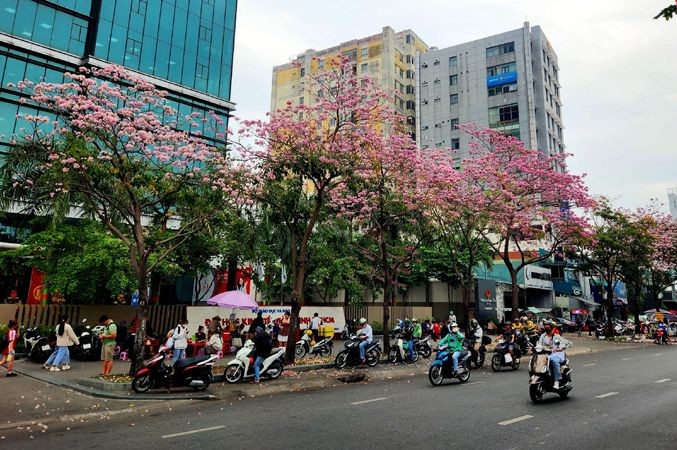 红花风铃木盛开