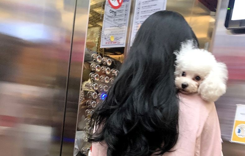 在本市某栋公寓里，饲养的狗只没有戴上口套和乘坐电梯时不将狗只放在笼里。