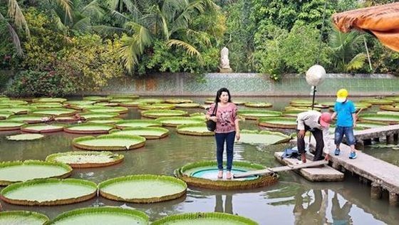 游客能站在荷叶上。