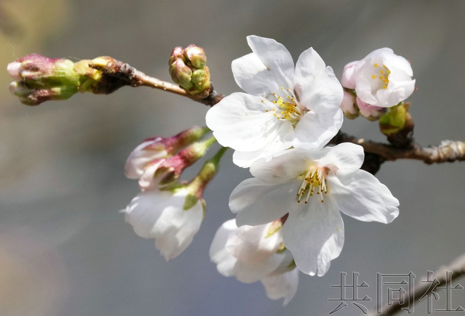 东京靖国神社内染井吉野樱标本树。（图：共同社）