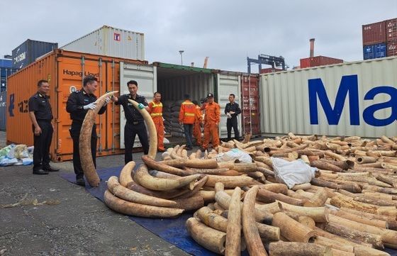 海防查获 7 吨走私象牙