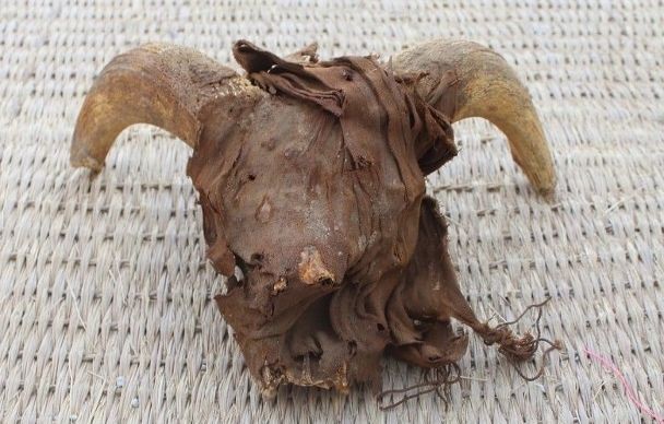 埃及神庙现 2000 具羊头木乃伊