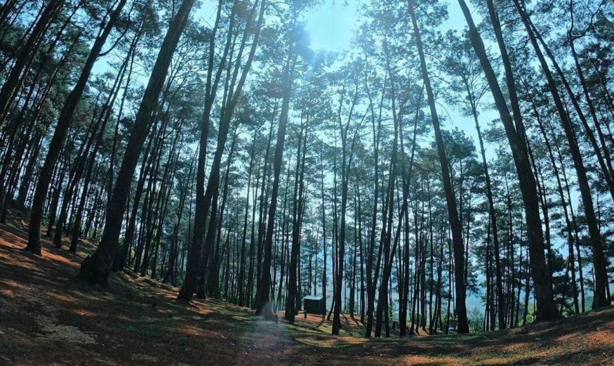 安明美丽如画的松树林。