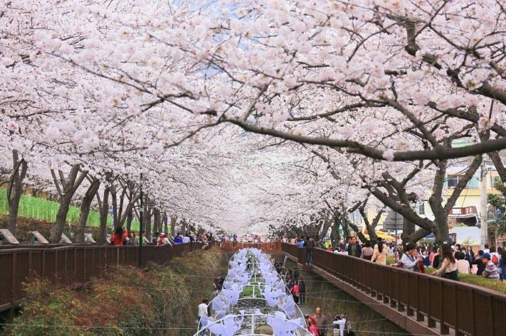 镇海每条街上的两旁都种满了樱花树。