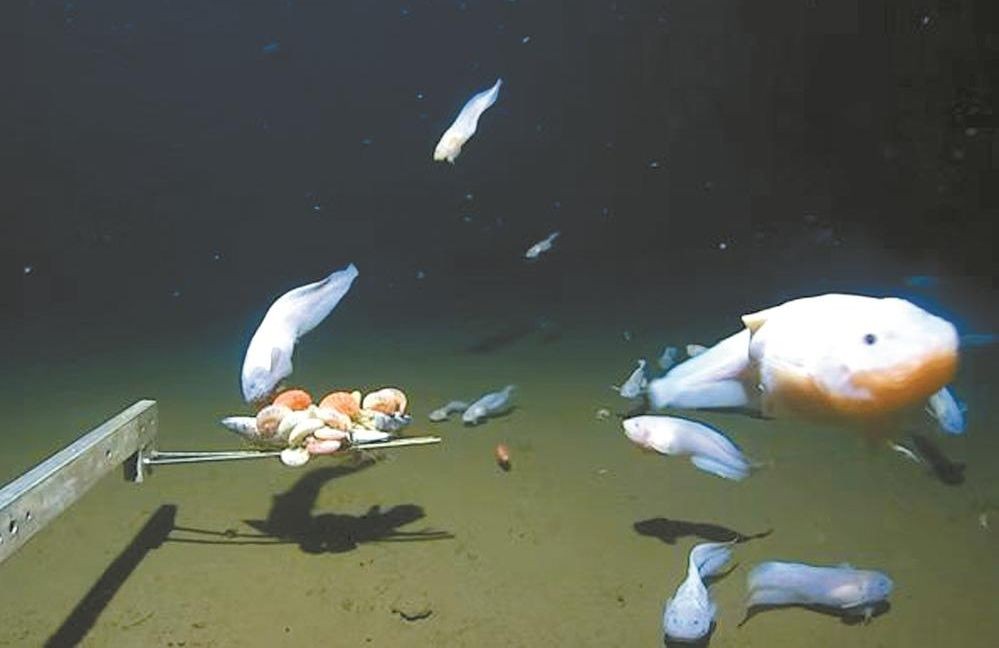 海洋深处观测到鱼类活动。（图：互联网）