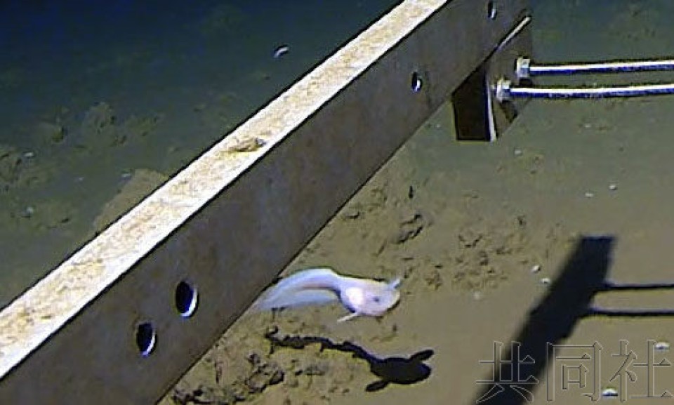 8336 米深海鱼类获吉尼斯纪录认证