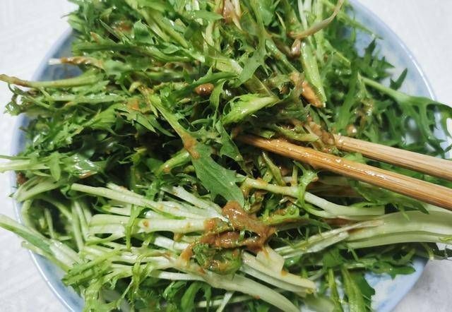 天然抗菌菜「苦菊」