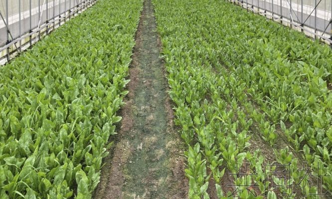 以二氧化碳为原料农作物生长剂