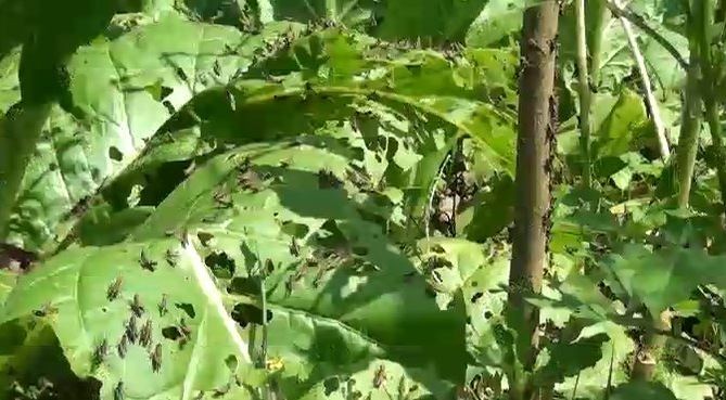 成群的蚱蜢在啃食农作物。（图：兰夏）