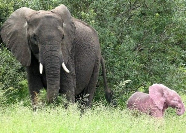粉红小象（右）颜色明显与大象不同。（图：互联网）