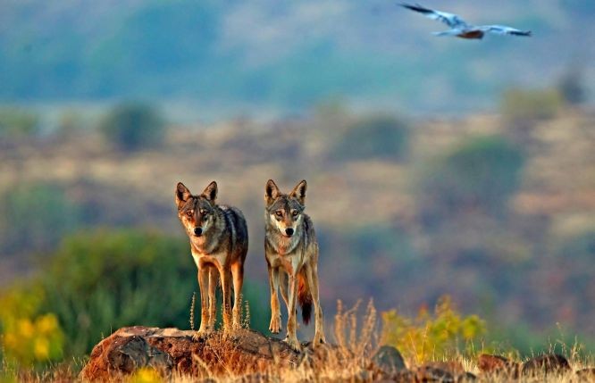 （示意图：互联网）