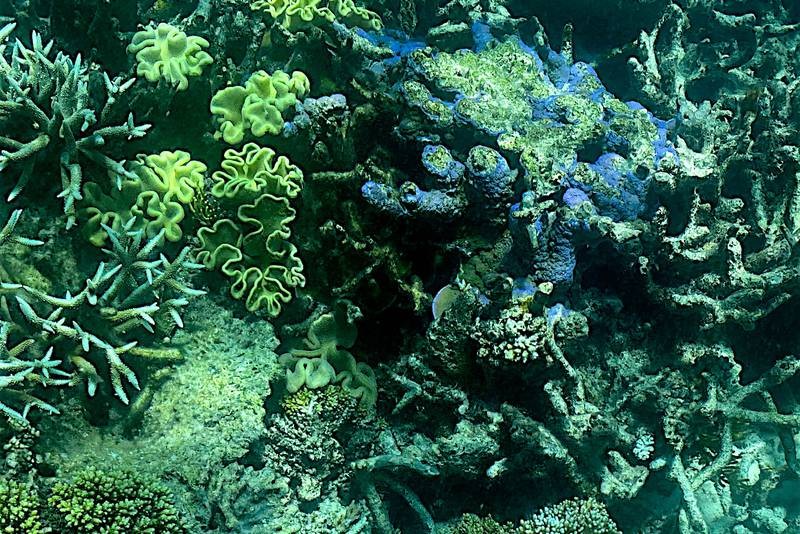 去年3月7日，澳大利亚大堡礁珊瑚情况。（图：AFP）