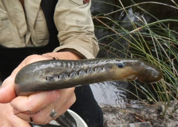 罕见古老七鳃鳗现身