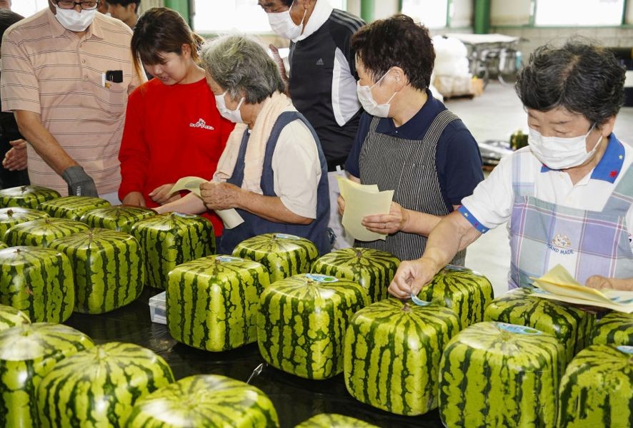 日本“方形西瓜”开始出货