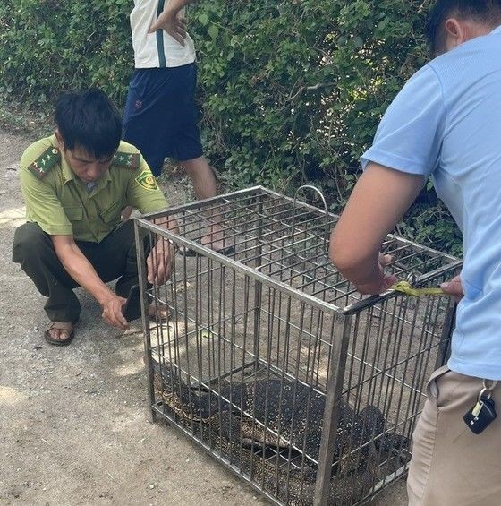 逾 15 公斤珍稀巨蜥闯民宅