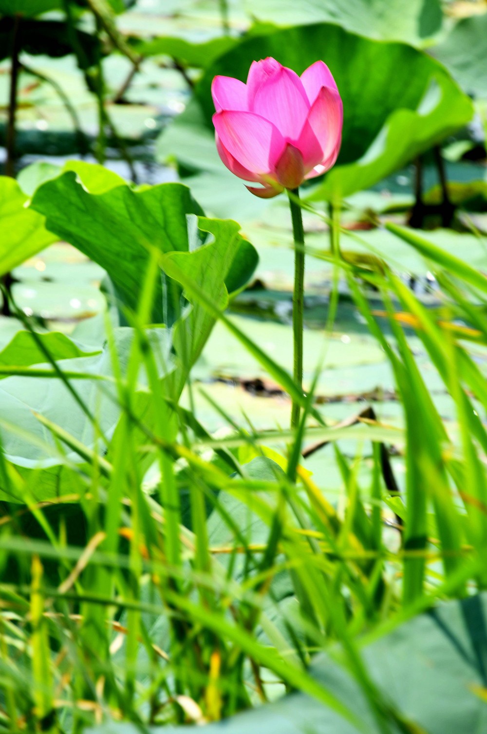 明媚夏日 肖明 摄