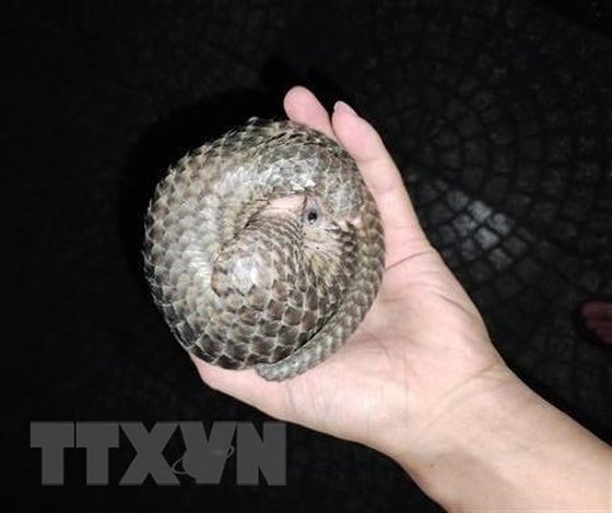 民众保护珍稀动物