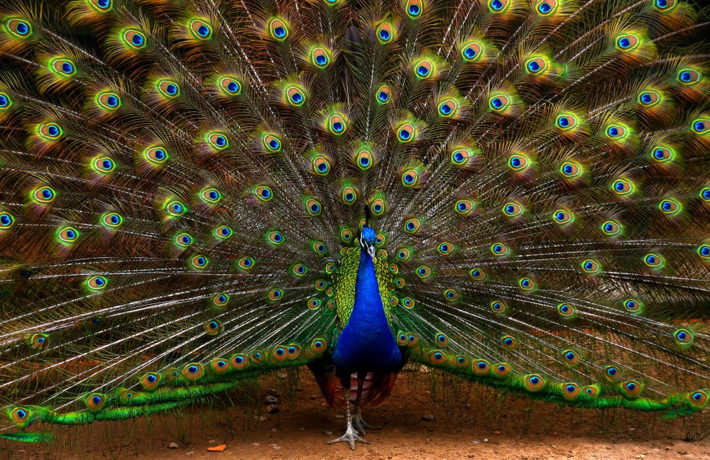 瞒屏彩 肖明 摄