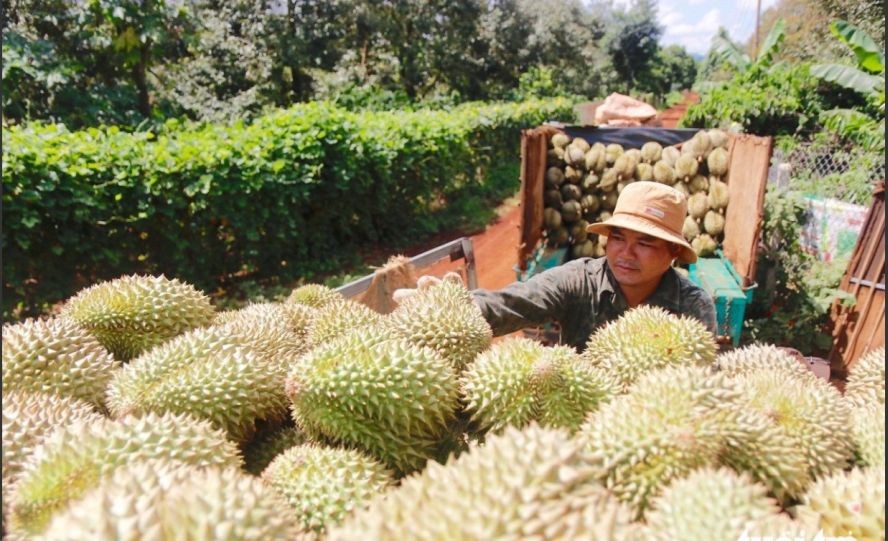 农民收获榴槤。（图：世世）