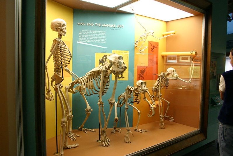 土耳其发现更早猿化石