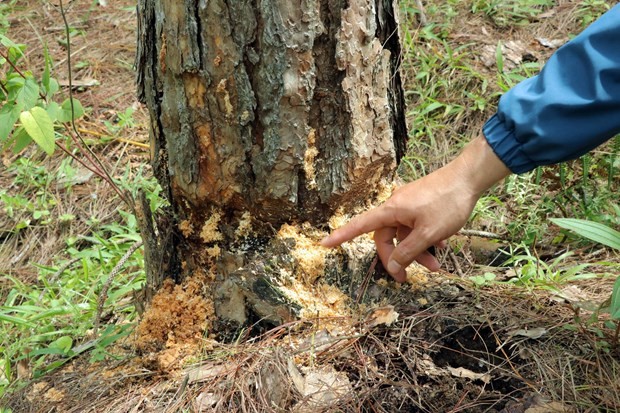 被下毒的一棵松树。（图：越通社）