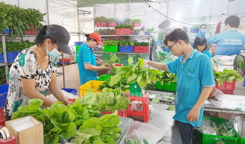 本市一家农业合作社对农产品进行初加工。（图：市党部新闻网）