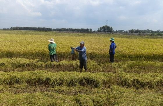 南部西区捕捉田鼠忙