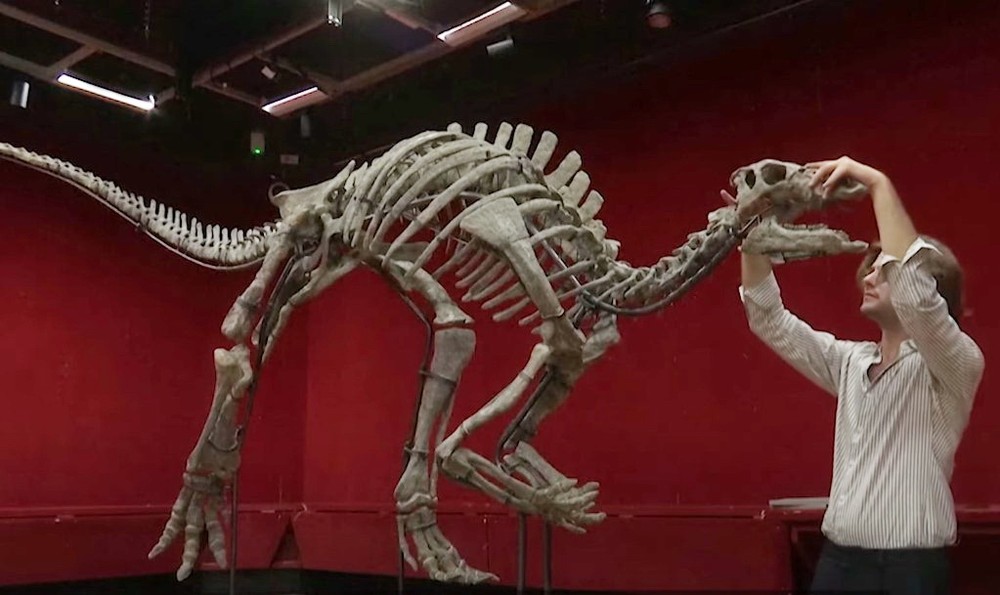 1.5 亿年前恐龙骨架将在巴黎拍卖
