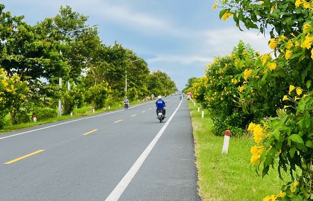 黄钟花夹道绽放。