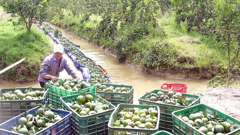 农民将橙子运到市场。