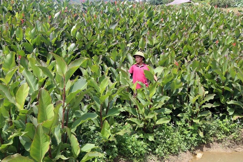 那夷（Na Rì）县的蕉芋种植区。