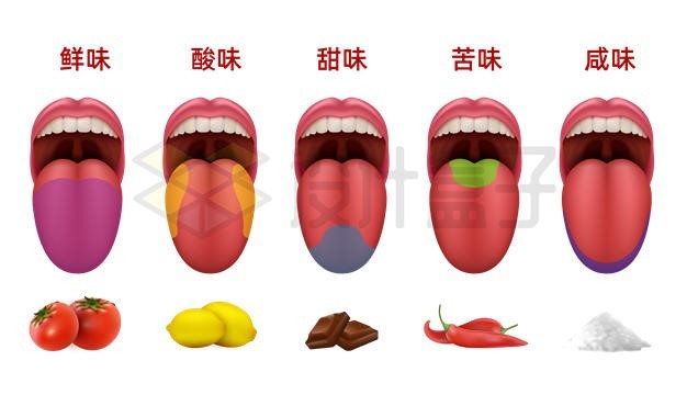 科学家或发现第六种基本味道