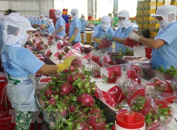 初步处理出口火龙果。