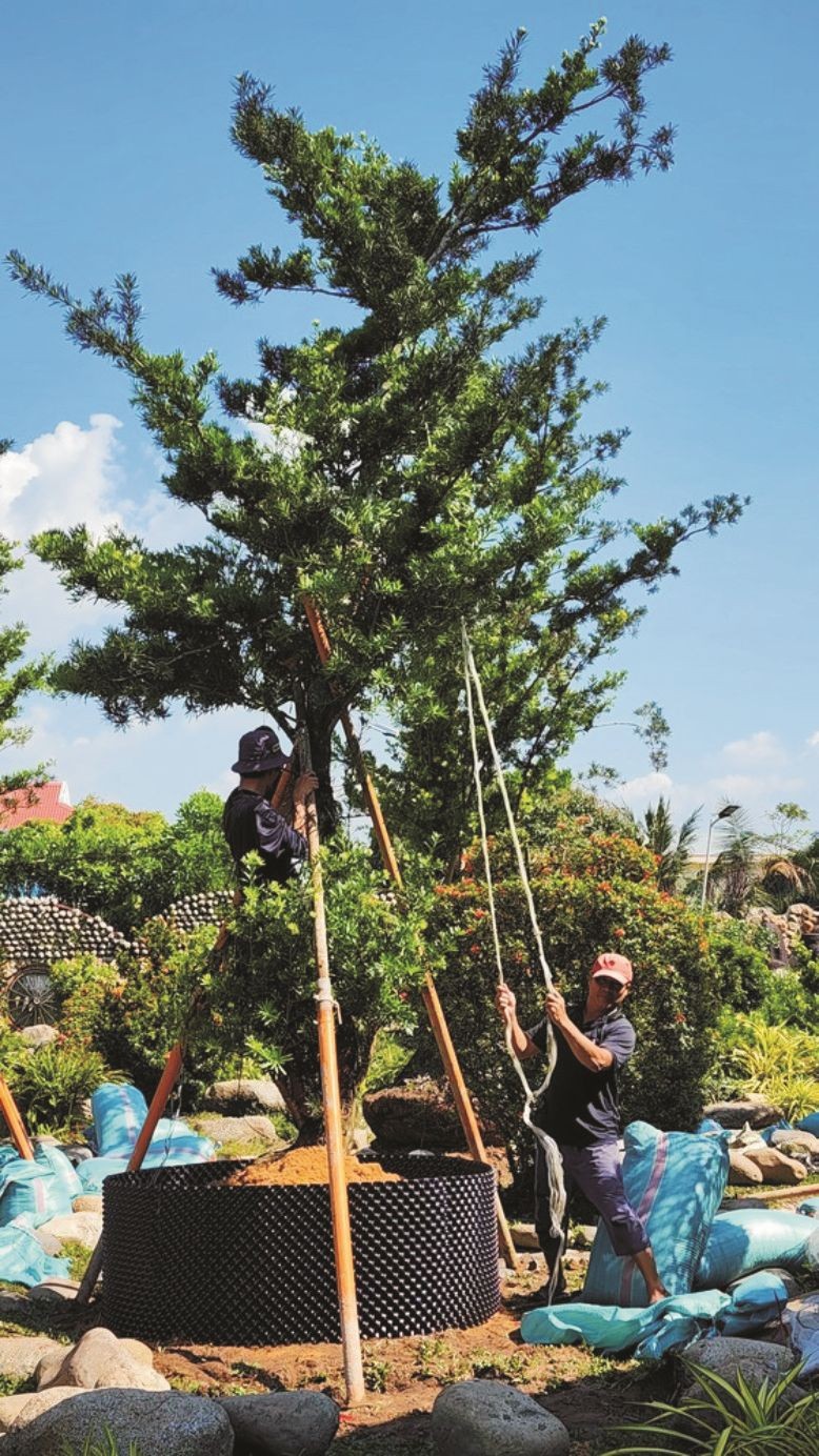 前江省新富县花农正照料盆景，为服务2024年春节市场做好准备。