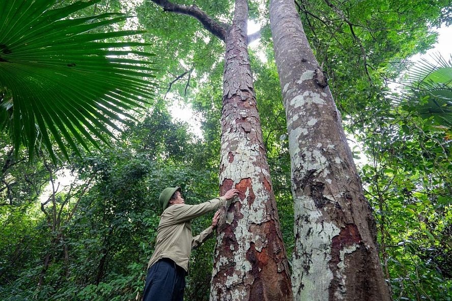 根据统计，自然森林面积获支付达46万9317公顷，平均每公顷面积获支付约17万元。（图：TNO）