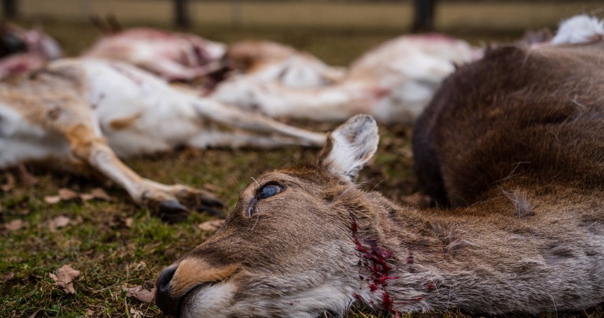 CWD疾病正在全美擴散中。（示意圖：AP）