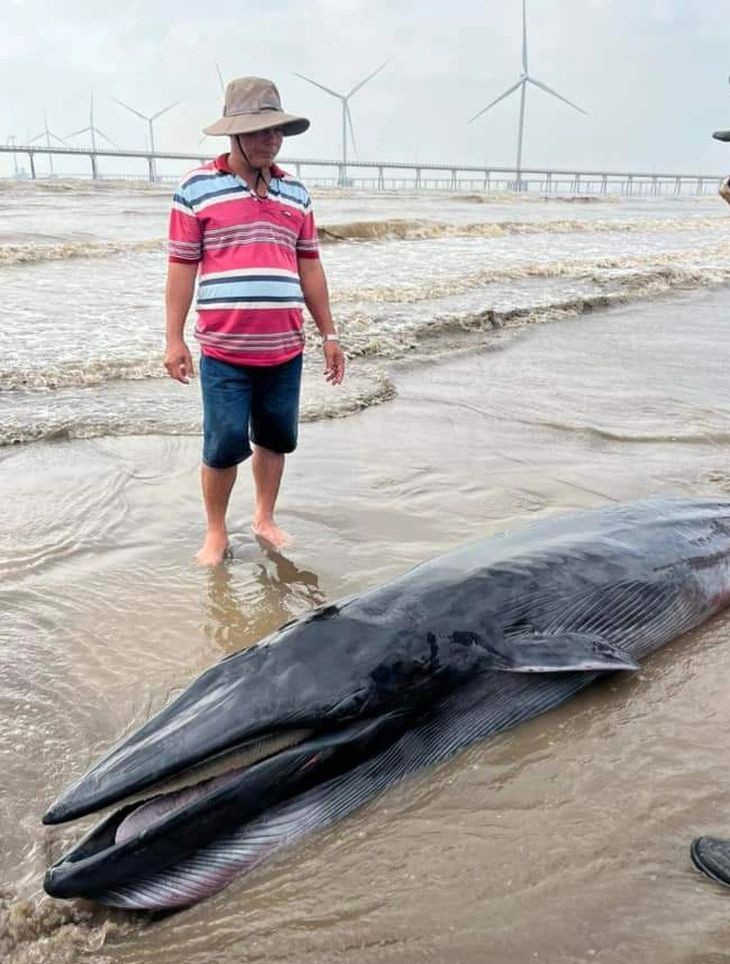 鲸鱼漂流至茶荣海岸